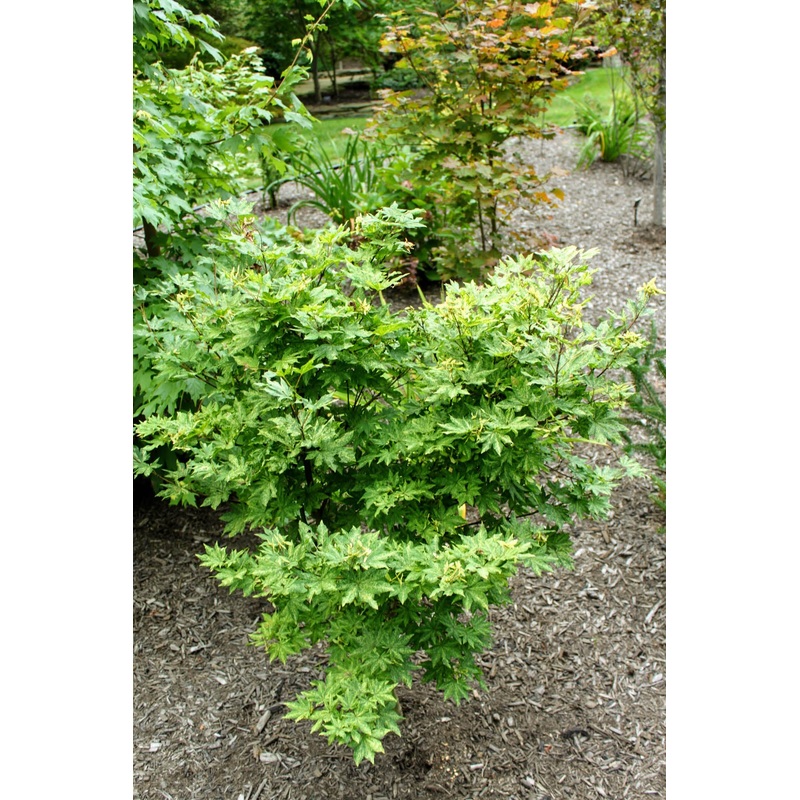 Acer sieb. ‘Kumoi Nishiki’ – Japanese Maple