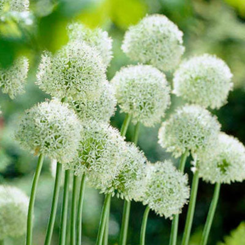 Allium ‘Mount Everest’ Bulb