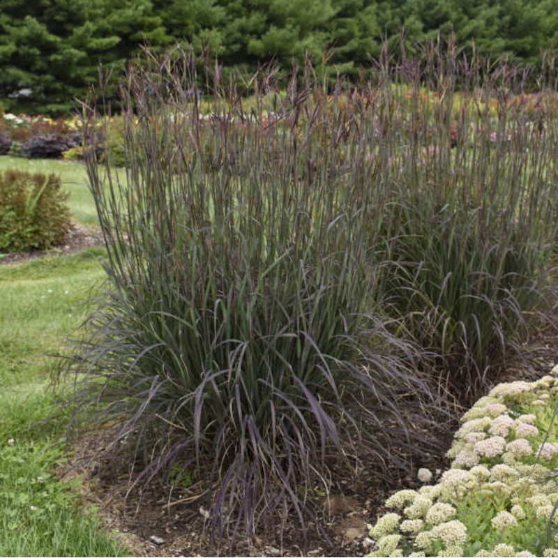 Andropogon ‘Black Hawks’ – Big Bluestem