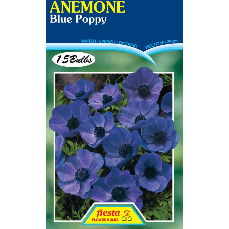 Anemone Blue Poppy 15PK