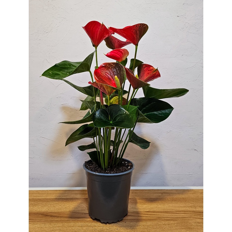 Anthurium Fancy Fever – 17CM
