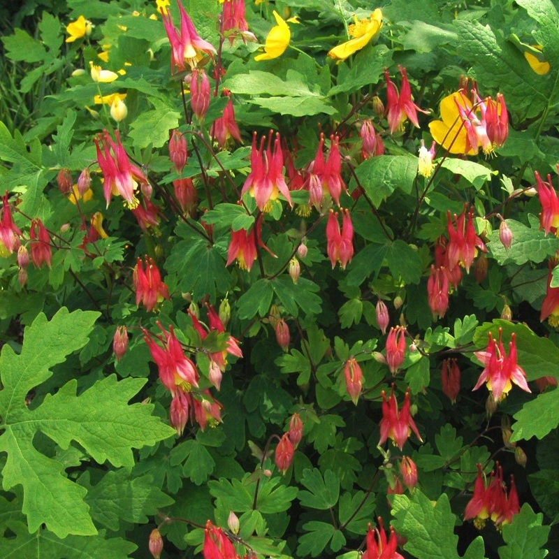 Aquilegia can. ‘Little Lanterns’ – Columbine