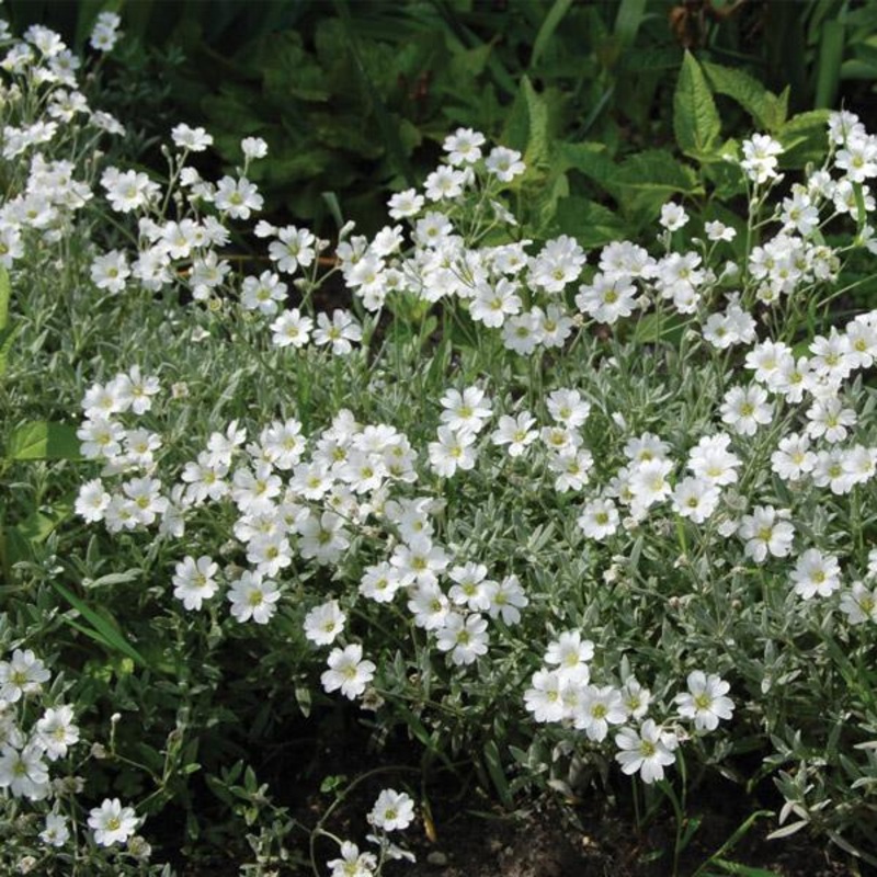 Arenaria Montana – 1.3L