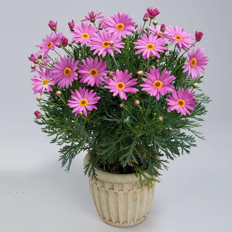 Argyranthemum Angelic Giant Pink – 2.5L