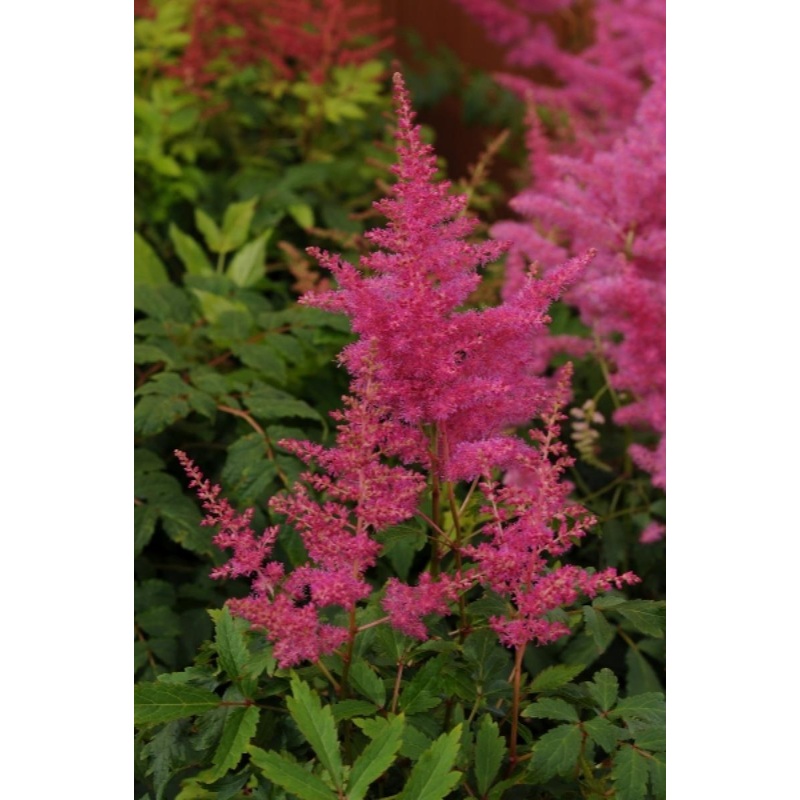 Astilbe ‘Younique Lilac’