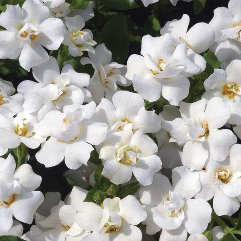 Bacopa Scopia Double White – 1.5L