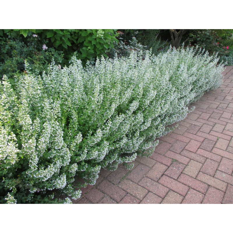 Calamintha White Cloud