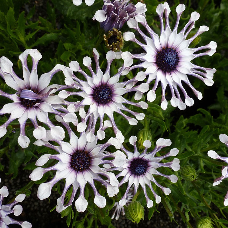 Cape Daisy Nasinga White – 1.5L