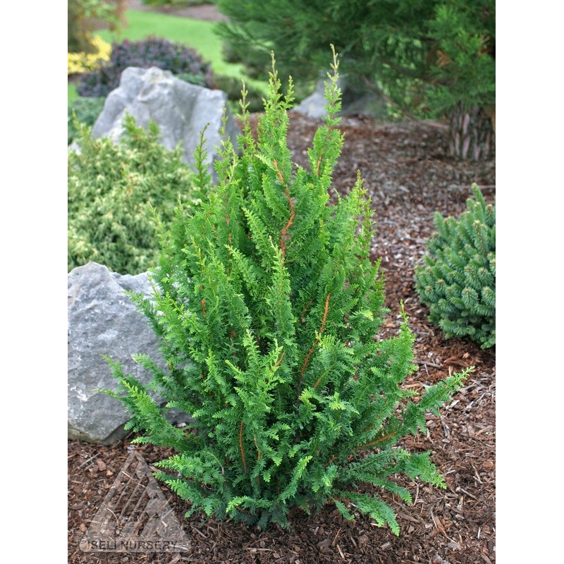 Chamaecyparis obtusa ‘Filicoides Compacta’ – Hinoki Cypress