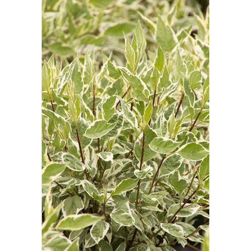 Cornus alba ‘Ivory Halo’