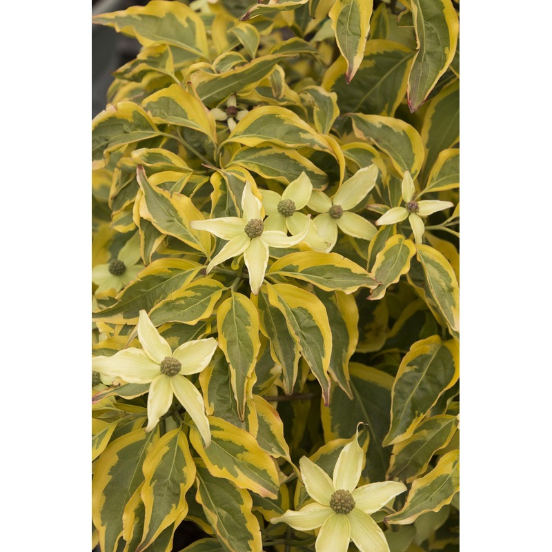 Cornus kousa ‘Summer Gold’ – Dogwood