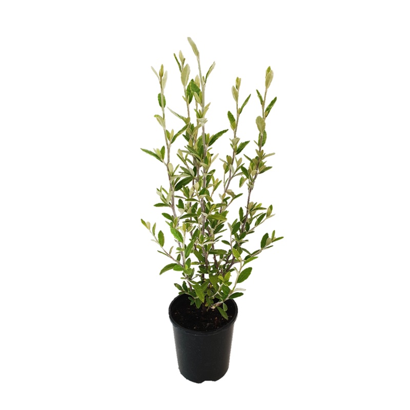 Corokia Geentys Green – 14CM