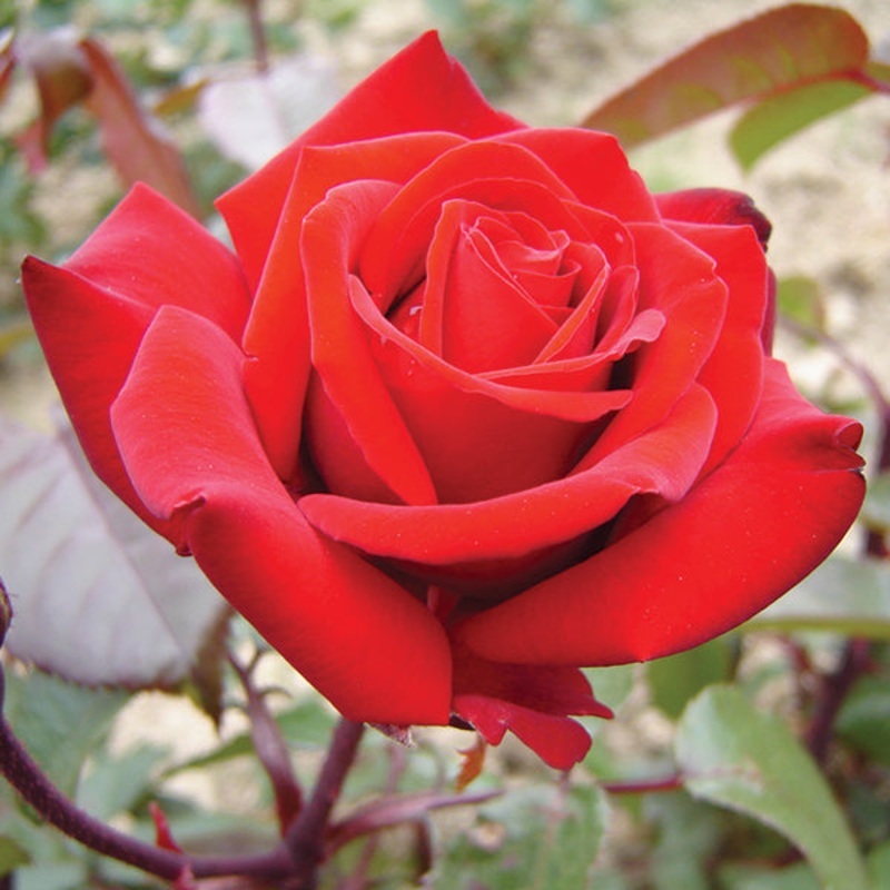 Crimson Bouquet
