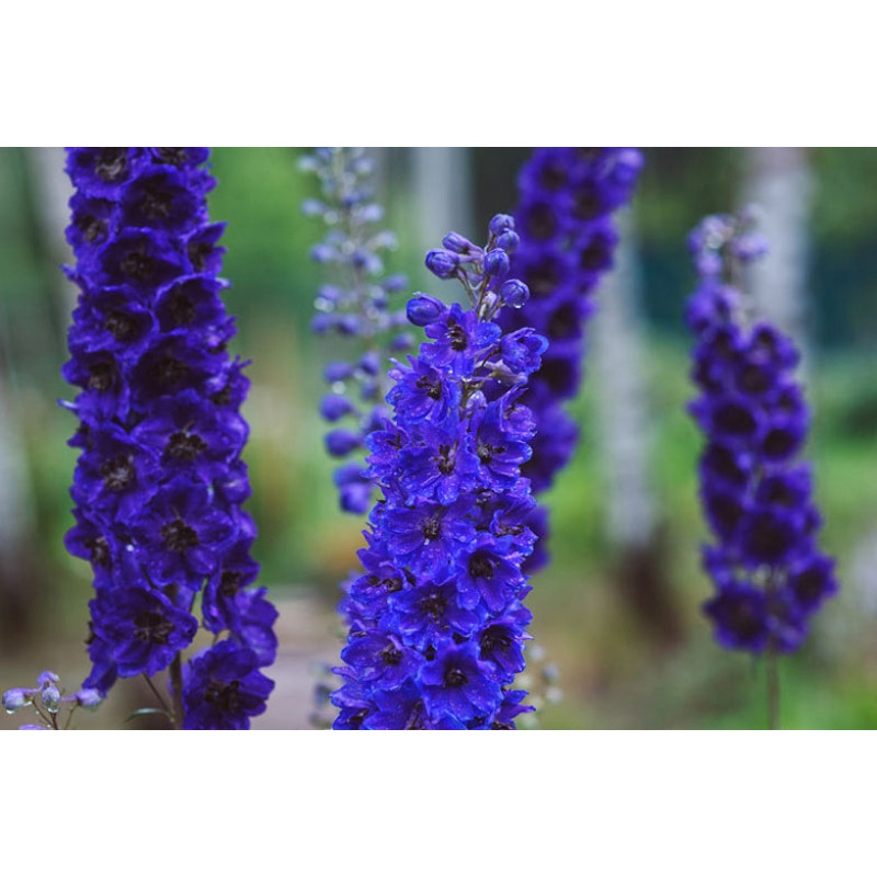 Delphinium ‘Black Knight’