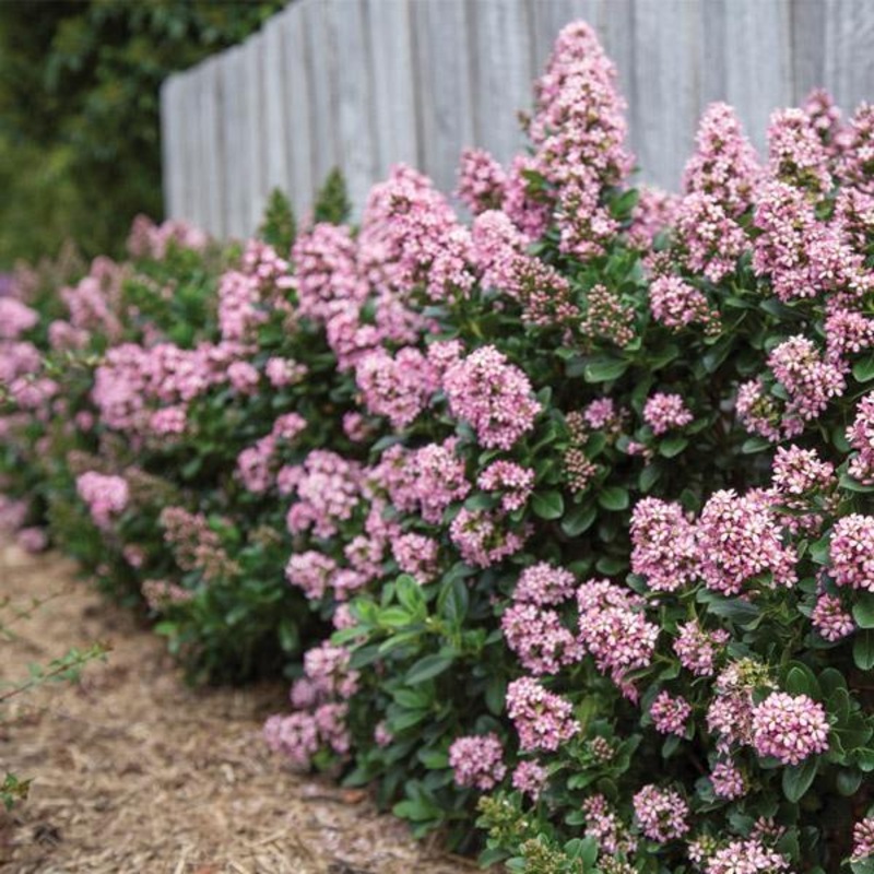 Escallonia Pink Elle – 2.4L