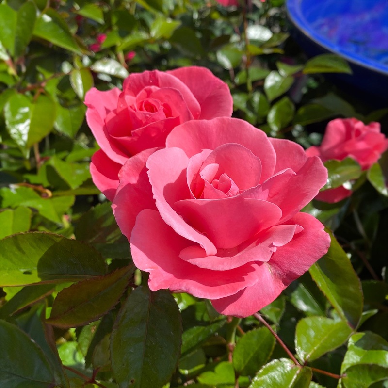 Everlasting Hope Rose – 6L