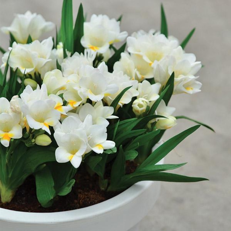 Freesia Nano Florance – 1.5L