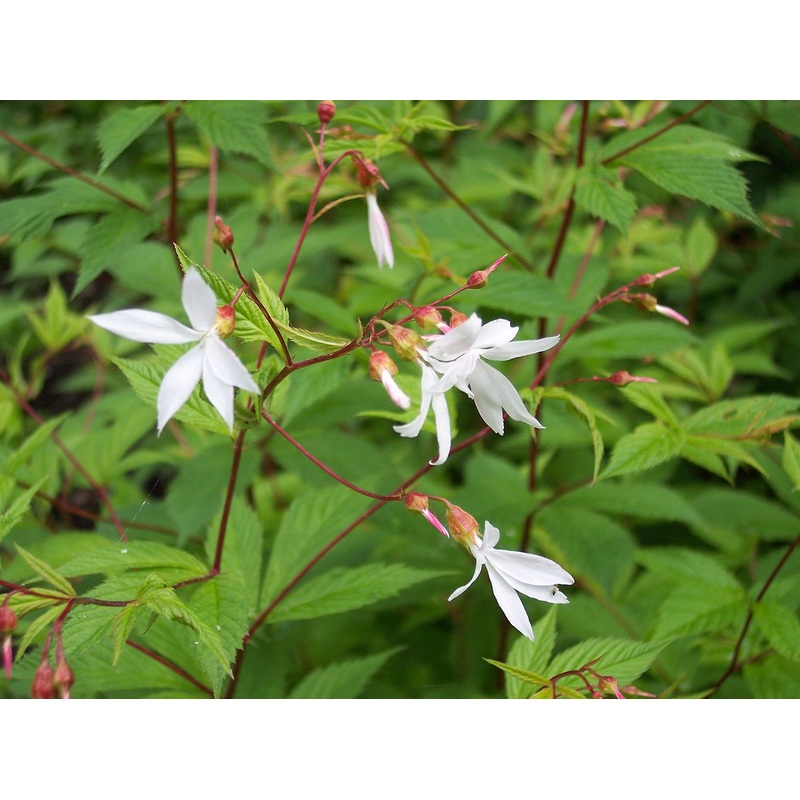 Gillenia trifoliata – Bowman’s Root