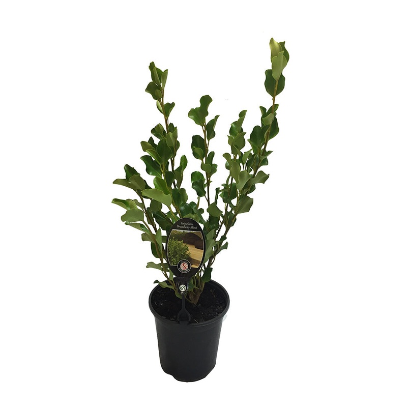 Griselinia Broadway Mint – 3.5L