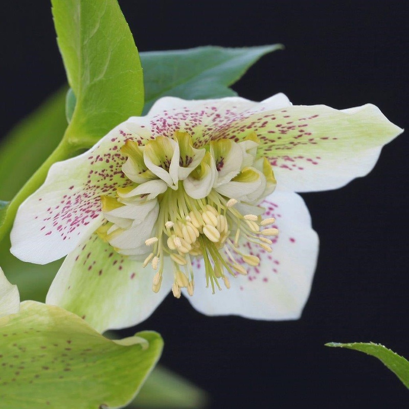 Hellebore White Tutu – 2.5L