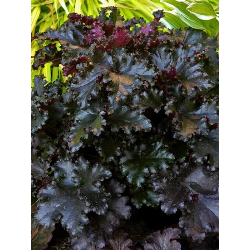 Heuchera ‘Black Taffeta’