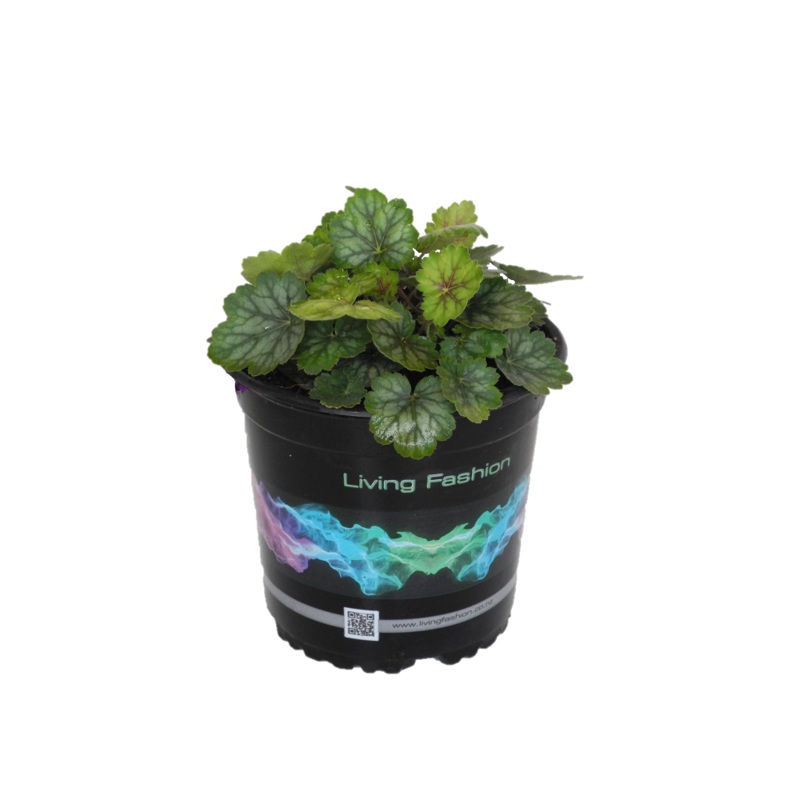 Heuchera Peppermint Spice – 14CM