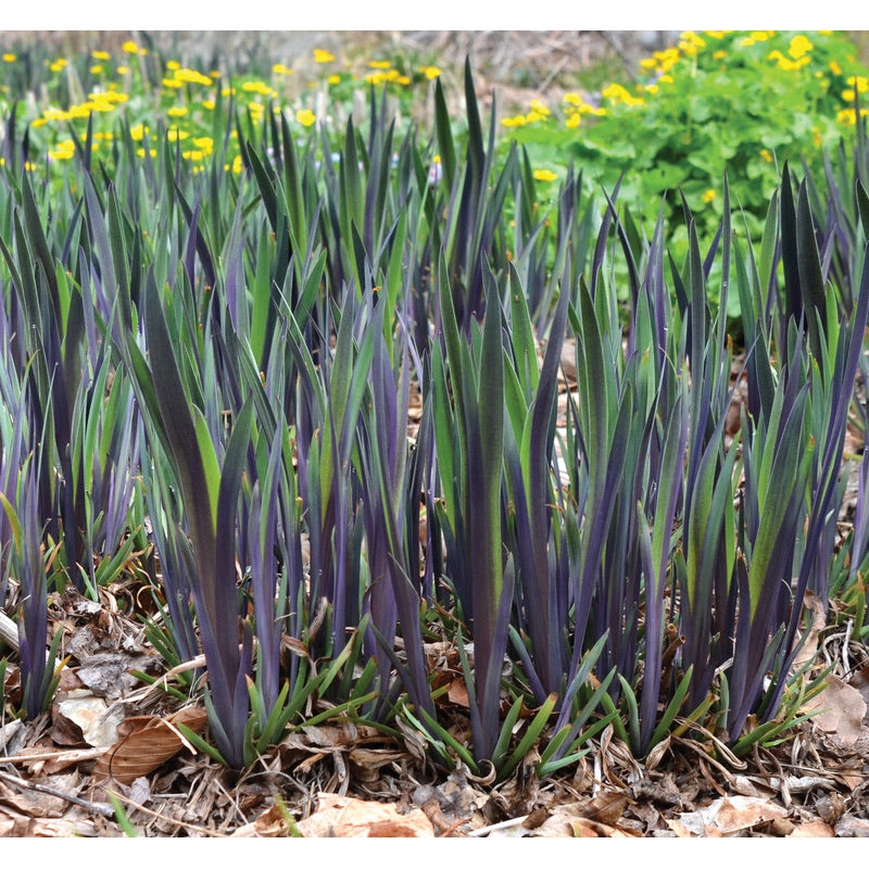 Iris vers. Purple Flame