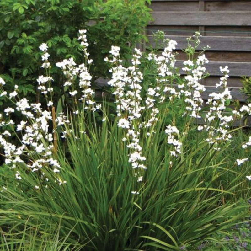 Libertia Formosa – 1.9L