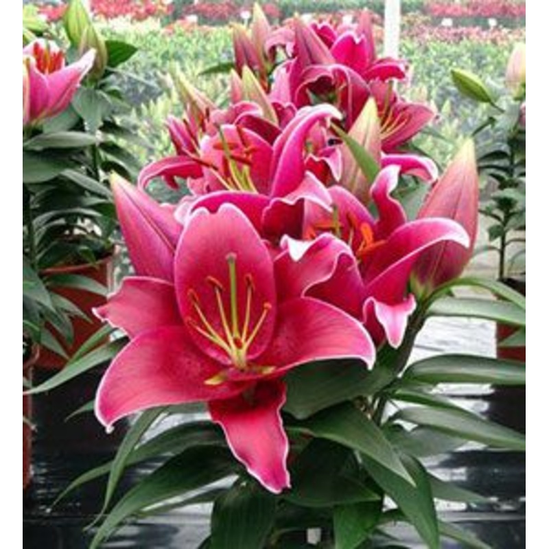 Lilium ‘Sunny Keys’ – Oriental Lily