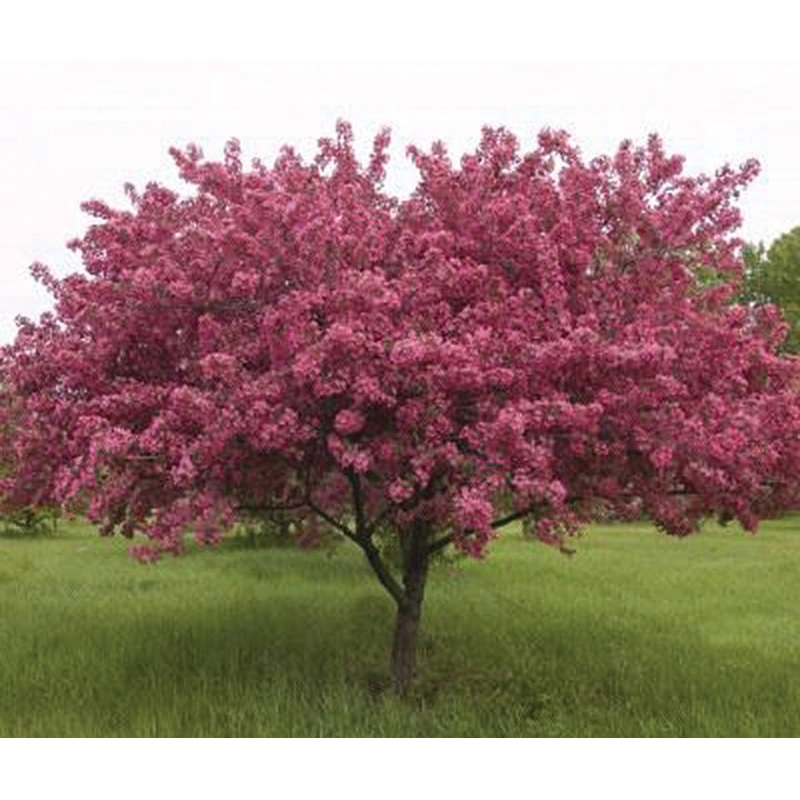 Malus ‘Prairiefire’ – Crabapple