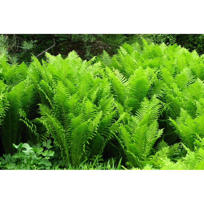 Matteuccia ‘The King’ – Ostrich Fern