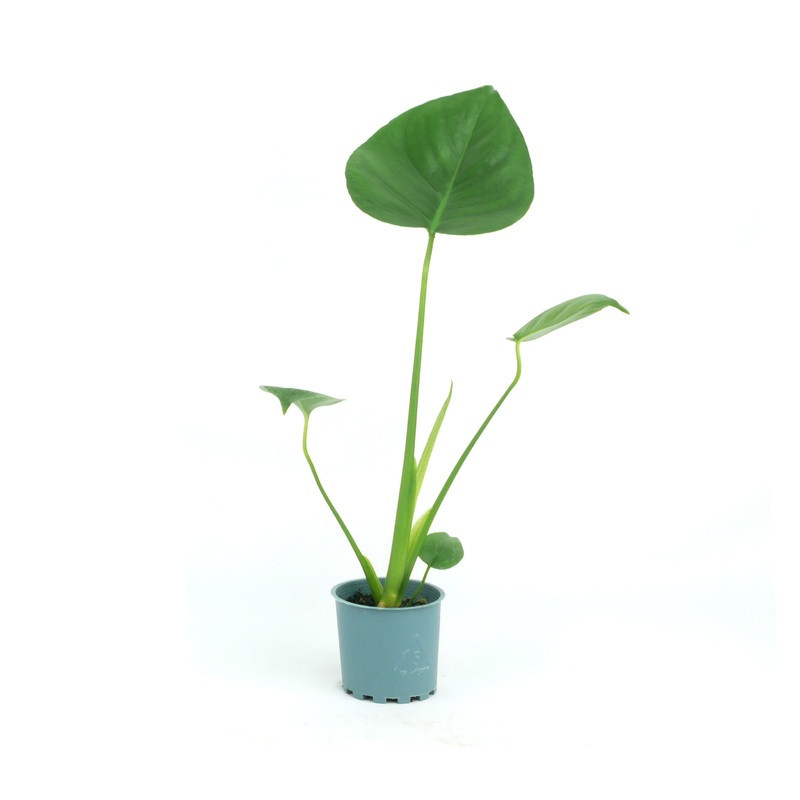 Monstera – 8CM