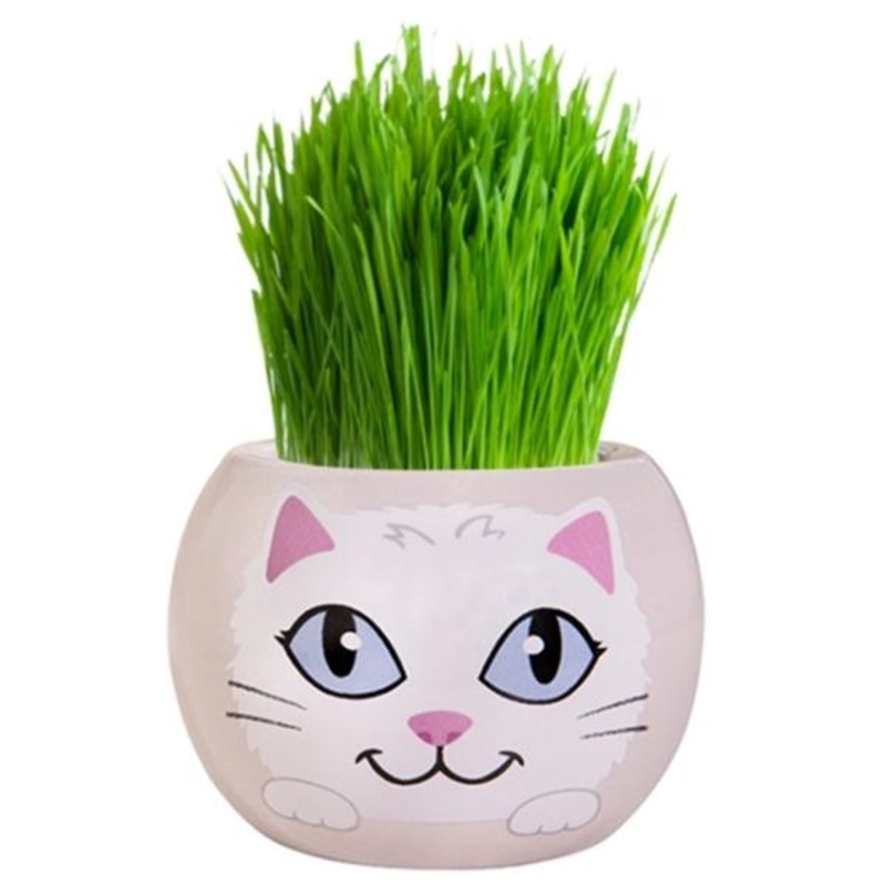 Mr Fothergills Grow Kit Kitten Grass Hair – Snowflake