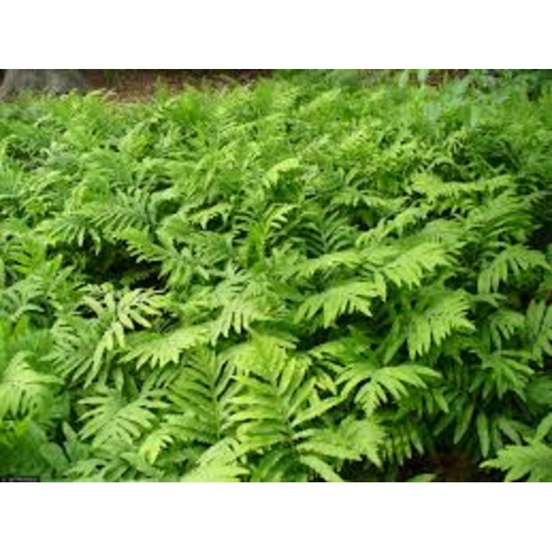 Onoclea sensibilis – Sensitive Fern