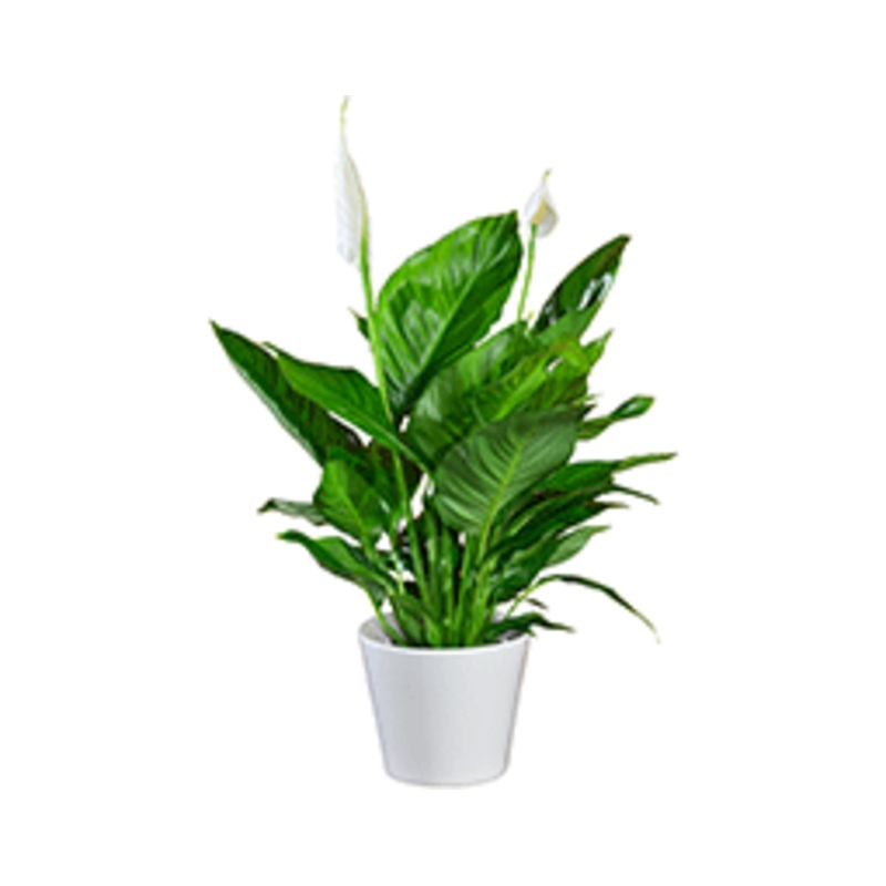 Peace Lily Spathiphyllum Cupido – 10.5CM