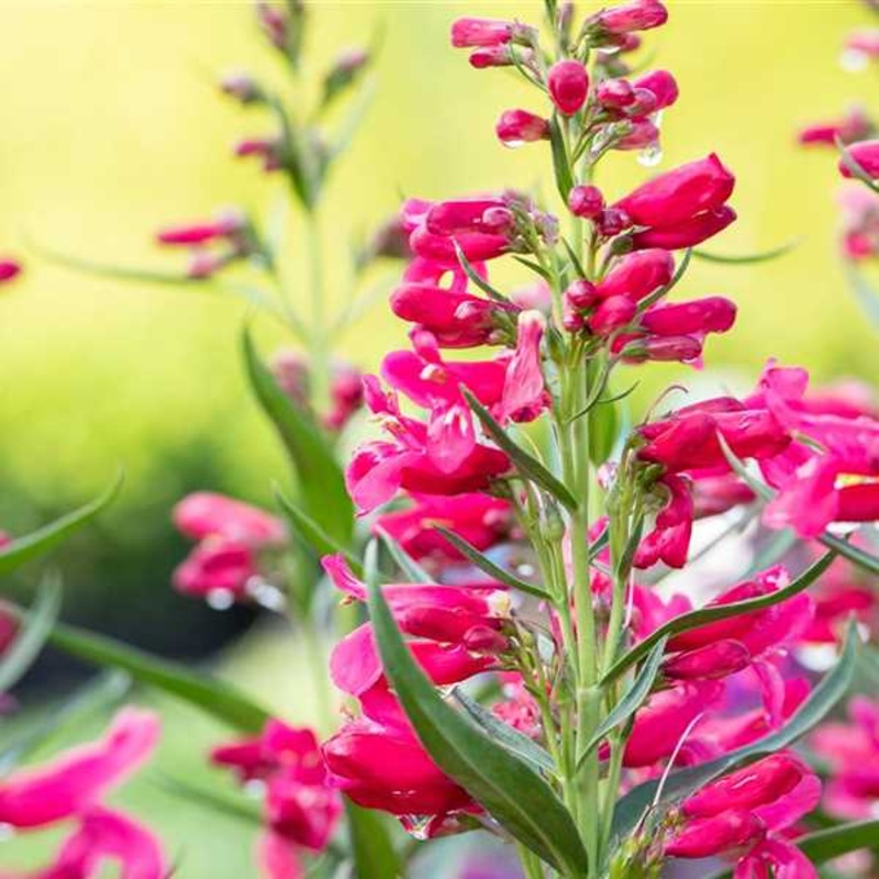 Penstemon ‘Missionbells Deep Rose’