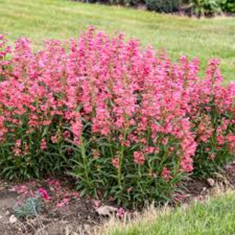 Penstemon ‘Pink Pearls’