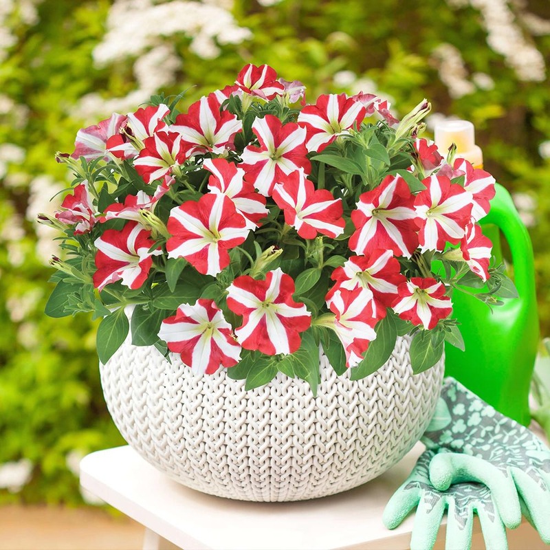 Petunia Amore King Of Hearts – 1L