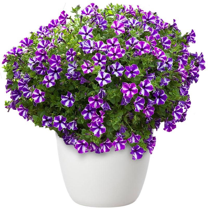 Petunia Blue Star – 1.5L