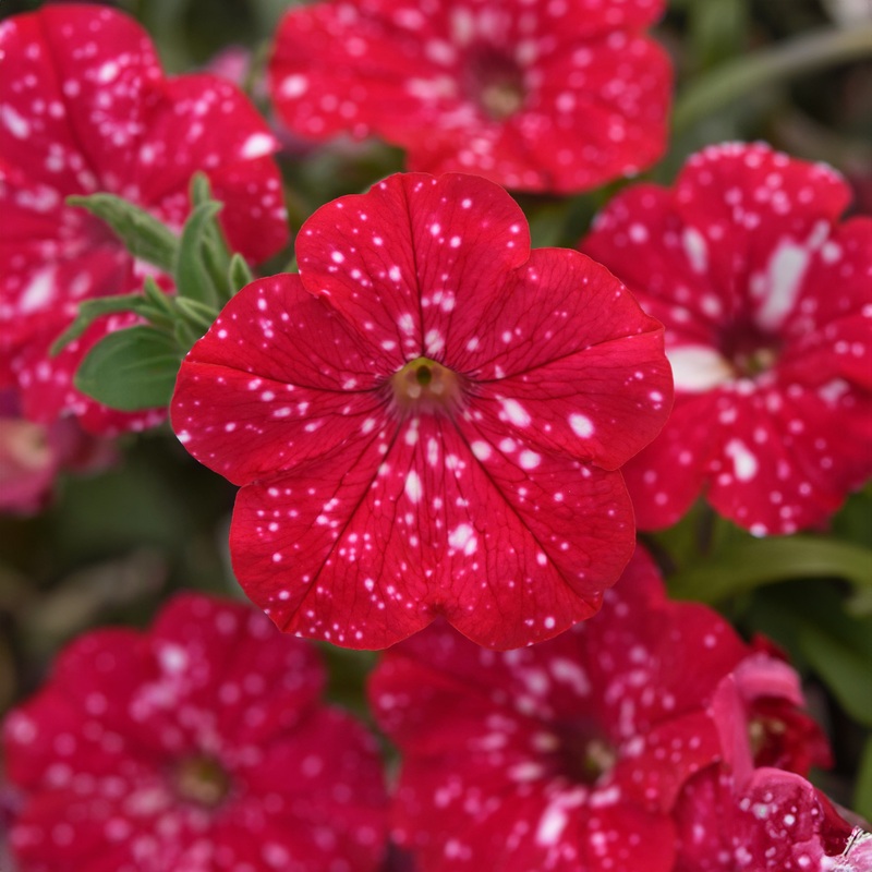 Petunia Cherry Sky – 1.5L