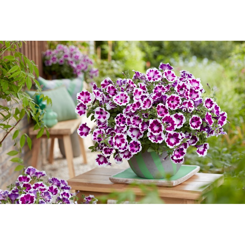 Petunia Funhouse Painted Love 1.5L
