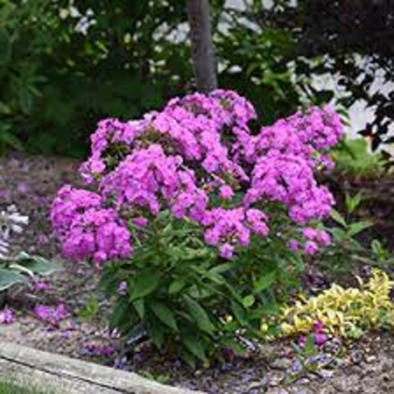 Phlox pan. ‘Flame Lilac’