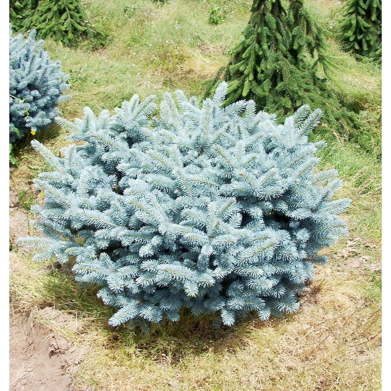 Picea pungens Globosa