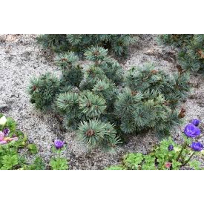 Pinus pumil. ‘Blue Dwarf’