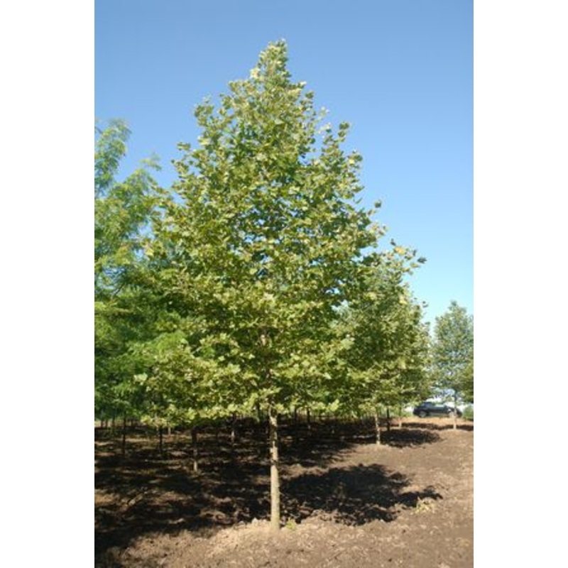 Platanus acerifolia ‘Bloodgood’ – London Plane Tree