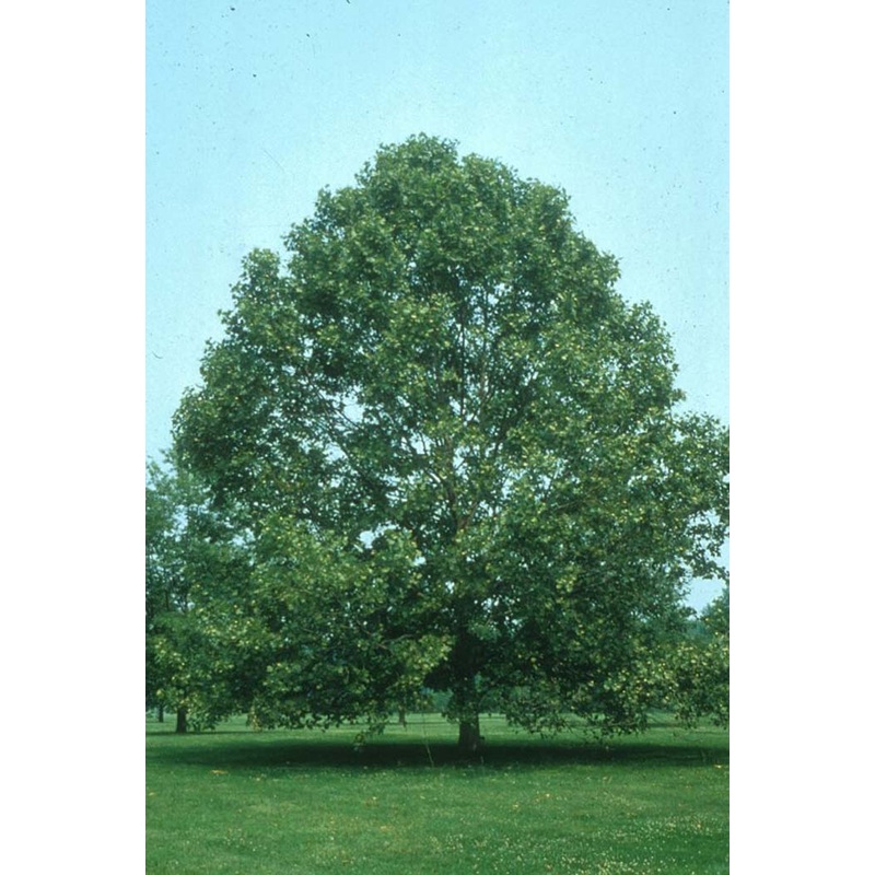 Platanus occidentalis – American Sycamore