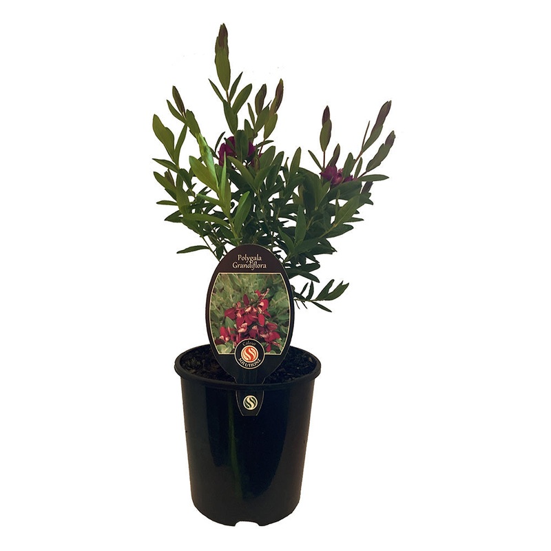 Polygala Grandiflora – 1.9L