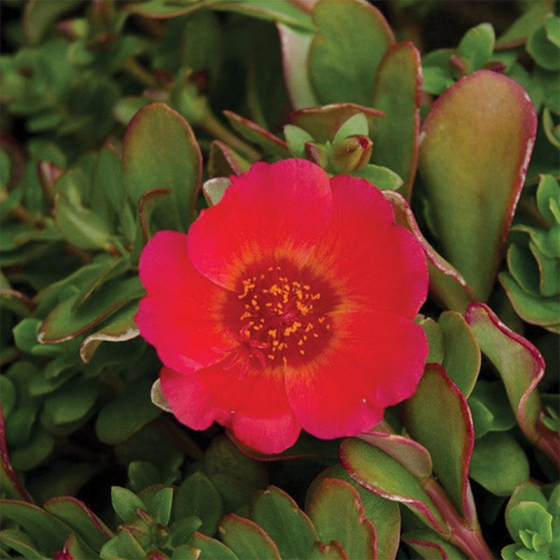 Portulaca Pizzaz Red Glow – 12cm