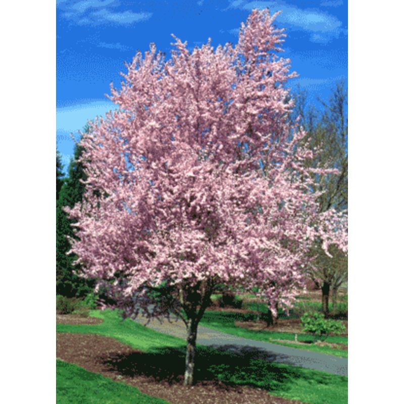 Prunus ‘Newport’ – Flowering Plum