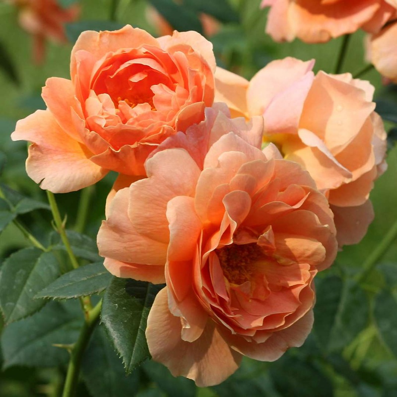 Rosa ‘At Last’ – Shrub Rose